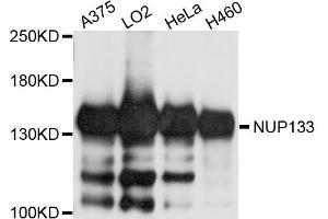 Western blot analysis of extracts of various cell lines, using NUP133 antibody. (NUP133 antibody)