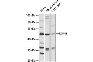 Western blot analysis of extracts of various cell lines, using RGMB antibody (ABIN6128629, ABIN6146908, ABIN6146909 and ABIN6216641) at 1:3000 dilution. (RGMB antibody  (AA 210-453))
