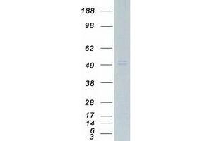 Validation with Western Blot (C3AR1 Protein (Myc-DYKDDDDK Tag))