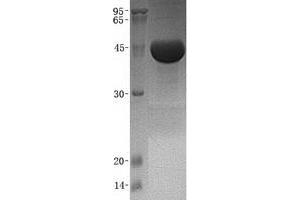 Validation with Western Blot (Cathepsin E Protein (CTSE) (Transcript Variant 1) (His tag))
