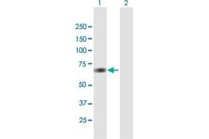 Western Blot analysis of ANXA6 expression in transfected 293T cell line by ANXA6 MaxPab polyclonal antibody. (ANXA6 antibody  (AA 1-673))