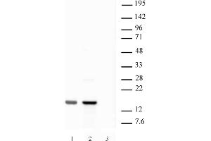 Histone H2AX pAb tested by Western blot. (H2AFX antibody  (C-Term))