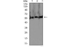 Western blot analysis using RBFOX3 mouse mAb against C2C12 (1), RAW264. (NeuN antibody  (AA 1-140))
