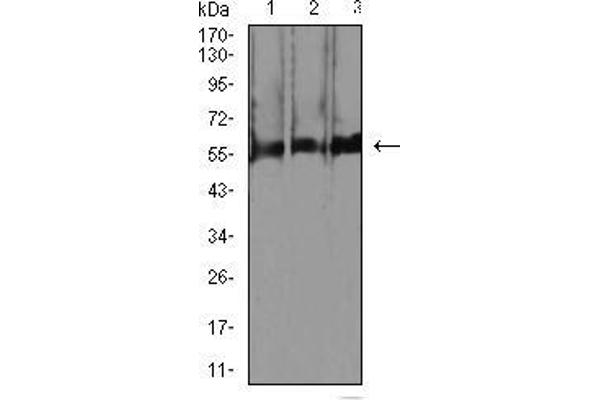 NeuN anticorps  (AA 1-140)