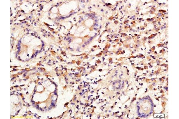Cyclin C antibody  (AA 23-100)