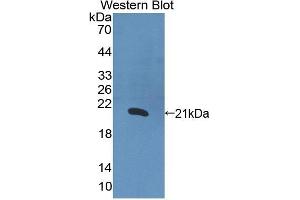 Detection of Recombinant IL1a, Human using Polyclonal Antibody to Interleukin 1 Alpha (IL1a) (IL1A antibody  (AA 113-271))