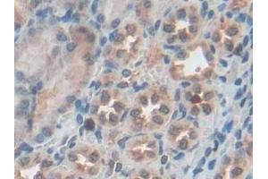 #VALUE! (Granulin antibody  (AA 31-269))