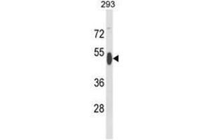 Western blot analysis of RBBP7 Antibody (N-term) in 293 cell line lysates (35ug/lane). (RBBP7 antibody  (N-Term))