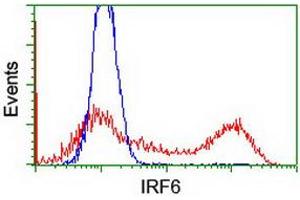 HEK293T cells transfected with either RC201579 overexpress plasmid (Red) or empty vector control plasmid (Blue) were immunostained by anti-IRF6 antibody (ABIN2454917), and then analyzed by flow cytometry. (IRF6 antibody)