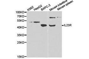 Western Blotting (WB) image for anti-Interleukin 23 Receptor (IL23R) antibody (ABIN1873208)