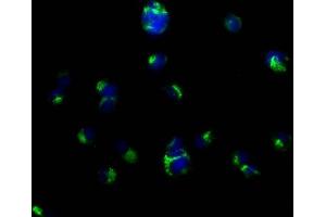 Immunofluorescence (IF) image for anti-CD63 (CD63) (AA 103-203) antibody (ABIN7147175)