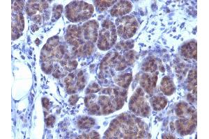 Formalin-fixed, paraffin-embedded human Pancreas stained with GLG1 Monoclonal Antibody (GLG1/970).