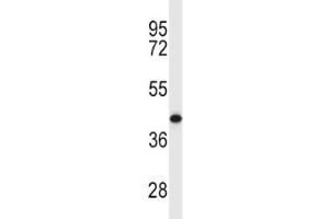 MCL1 antibody western blot analysis in Y79 lysate. (MCL-1 antibody  (AA 217-245))