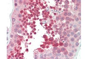 Anti-YBX3 / CSDA antibody IHC staining of human testis. (CSDA antibody  (AA 290-339))