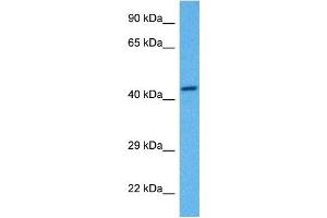 Host:  Rabbit  Target Name:  SNAPC3  Sample Tissue:  Human THP-1 Whole Cell lysates  Antibody Dilution:  1ug/ml