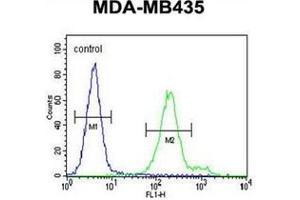 Flow cytometric analysis of MDA-MB435 cells using OR6V1 Antibody (C-term) Cat. (OR6V1 antibody  (C-Term))