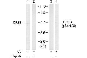 Image no. 2 for anti-cAMP Responsive Element Binding Protein 1 (CREB1) (pSer129) antibody (ABIN197038) (CREB1 antibody  (pSer129))