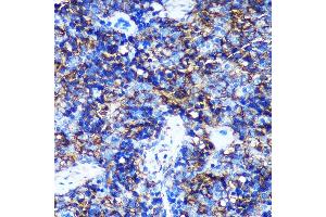 Immunohistochemistry of paraffin-embedded Rat spleen using HEBP2 Rabbit pAb (ABIN7267604) at dilution of 1:100 (40x lens). (HEBP2 antibody  (AA 1-205))