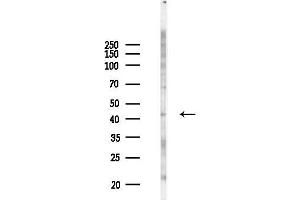anti-Family with Sequence Similarity 54, Member A (FAM54A) antibody