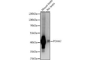 Western blot analysis of extracts of various cell lines, using PDH Rabbit pAb (ABIN7269771) at 1:1000 dilution. (PDHA2 antibody  (C-Term))