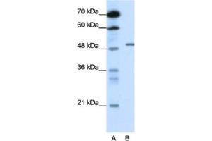 Western Blotting (WB) image for anti-gamma-aminobutyric Acid (GABA) A Receptor, beta 2 (GABRB2) antibody (ABIN2461088) (GABRB2 antibody)