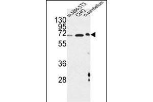 CREBL1 Antibody (C-term) (ABIN651294 and ABIN2840174) western blot analysis in mouse NIH-3T3,CHO cell line and mouse cerebellum tissue lysates (35 μg/lane). (ATF6B antibody  (C-Term))