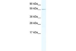 Western Blot showing RBM14 antibody used at a concentration of 1-2 ug/ml to detect its target protein. (RBM14 antibody  (N-Term))
