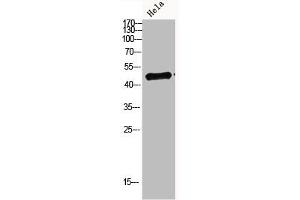 Western blot analysis of hela Cell Lysate, antibody was diluted at 1:1000. (IRF3 antibody  (AA 1268-1341))
