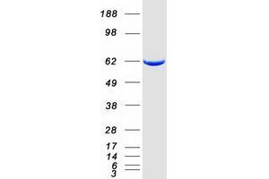 Validation with Western Blot (DPYSL3 Protein (Myc-DYKDDDDK Tag))