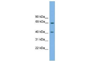 WB Suggested Anti-PLEKHO1 Antibody Titration:  0. (PLEKHO1 antibody  (N-Term))