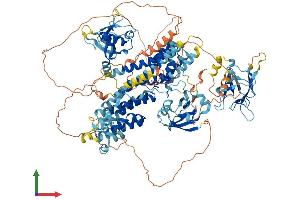 AlphaFold protein structure predicition of Human Recombinant RADIL Protein, UniprotID Q96JH8 (Radil Protein (AA 1-1075) (His tag))