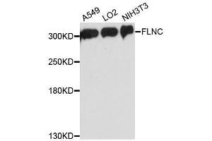 Western blot analysis of extracts of various cell lines, using FLNC antibody. (FLNC antibody  (AA 2160-2340))
