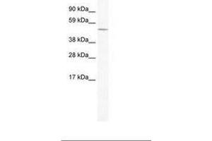 Image no. 1 for anti-Ceramide Synthase 4 (CERS4) (AA 49-98) antibody (ABIN202416)