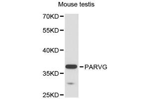 Western blot analysis of extracts of mouse testis, using PARVG antibody (ABIN6291182) at 1:3000 dilution.