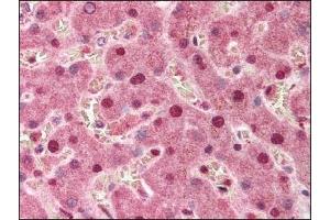 Image no. 1 for anti-Protein Phosphatase 1, Regulatory Subunit 13 Like (PPP1R13L) (Isoform 1) antibody (ABIN303133) (PPP1R13L antibody  (Isoform 1))
