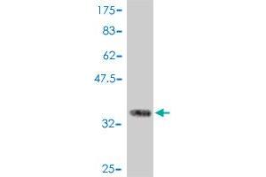 Western Blot detection against Immunogen (36. (JAG1 antibody  (AA 531-620))