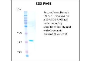 SDS-PAGE (SDS) image for Tumor Necrosis Factor (Ligand) Superfamily, Member 15 (TNFSF15) (Active) protein (ABIN5510055) (TNFSF15 Protein)