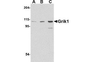 Western blot analysis of Grik1 in P815 cell lysate with AP30380PU-N Grik1 antibody at (A) 0.