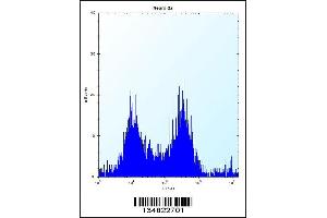 Flow cytometric analysis of Neuro-2a cells (right histogram) compared to a negative control cell (left histogram). (MAP4K3 antibody  (AA 501-529))