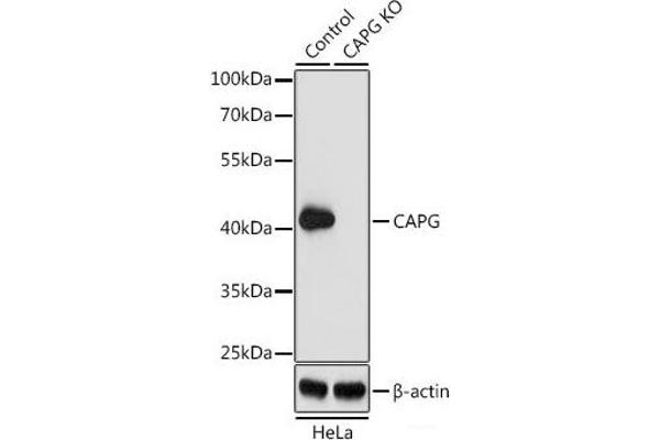 CAPG anticorps
