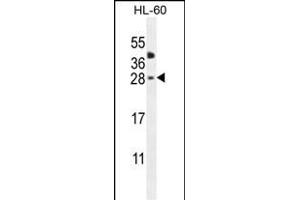CLEC2A Antibody (Center) (ABIN655012 and ABIN2844646) western blot analysis in HL-60 cell line lysates (35 μg/lane). (CLEC2A antibody  (AA 79-107))