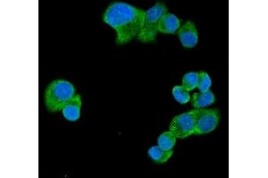 IF analysis of UBAP2L using anti-UBAP2L antibody (ABIN7601038). (UBAP2L antibody  (AA 271-439))