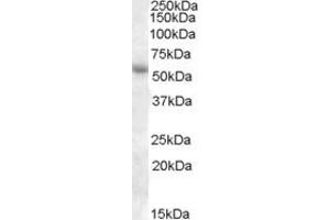 ABIN334469 (1µg/ml) staining of Human Adipose lysate (35µg protein in RIPA buffer).