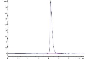 The purity of Cynomolgus SLAMF6 is greater than 95 % as determined by SEC-HPLC. (SLAMF6 Protein (AA 20-225) (His tag))