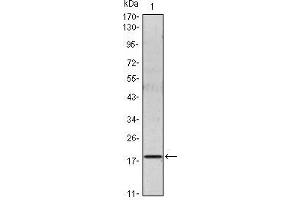 Western Blot showing IL6 antibody used against IL6 recombinant protein. (IL-6 antibody)