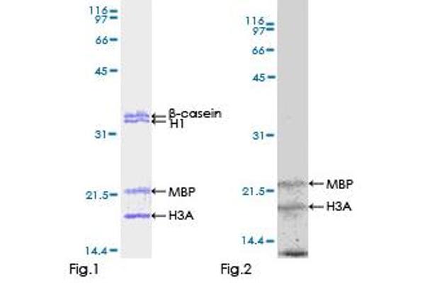 FES Protein (AA 1-822) (GST tag)