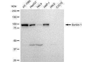 Western blotting analysis using Sortilin 1 antibody (ABIN7800405). (Recombinant Sortilin 1 antibody)
