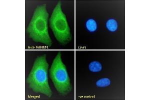 (ABIN185257) Immunofluorescence analysis of paraformaldehyde fixed HEK293 cells, permeabilized with 0. (RANBP1 antibody  (C-Term))
