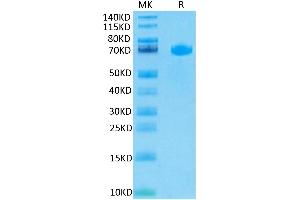 LILRB5 Protein (AA 18-456) (His-Avi Tag)