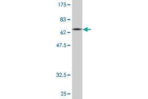 Western Blot detection against Immunogen (72. (SYT1 antibody  (AA 1-422))